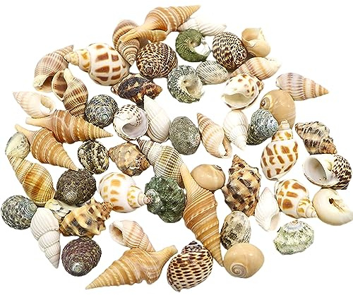 Coquille de mer naturelle. Coquilles de bernard-l'ermite Fournitures de bernard-l'ermite Coquille de rechange de bernard-l'ermite de petite à moyenne taille Coquille de conque naturelle Décoration d'a