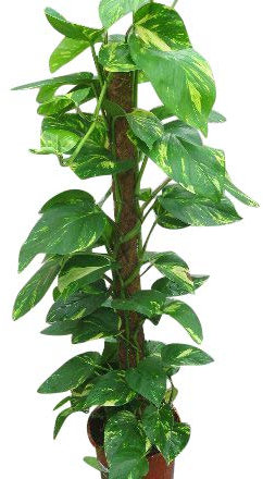 Indoor Plant -House or Office Plant -Scindapsus aureus - Devil's Ivy 85cms