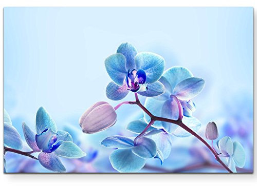 Paul Sinus Art Leinwandbilder | Bilder Leinwand 120x80cm Nahaufnahme einer Blaue Orchidee
