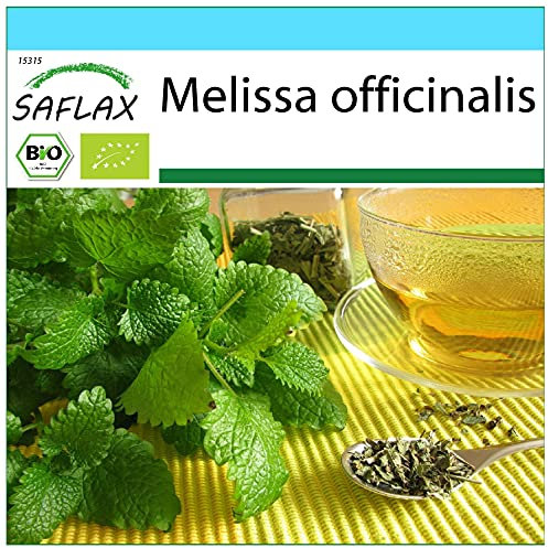 SAFLAX - Gift Set - Organic - Lemon Balm - 1000 Seeds - with Gift Box, Card, Label and Potting Substrate - Melissa officinalis