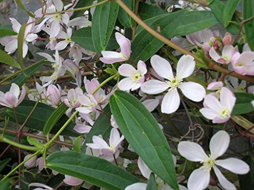 Clématite Apple Blossom Godet