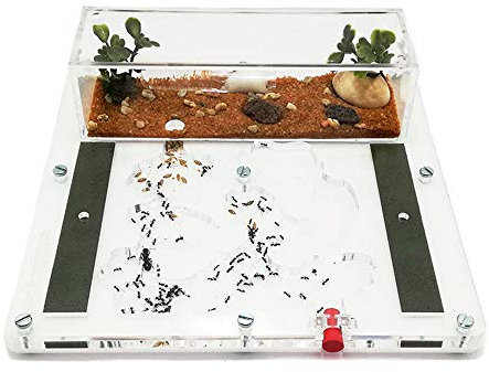 ANTHILLSHOP Ant Farm - Acryl Ameisenfarm - 20x20cm mit Deckel | Schaumstoff-Feuchtigkeitssystem | Kasten Transparent | Free Ameisen enthalten 20-30 Ameisen
