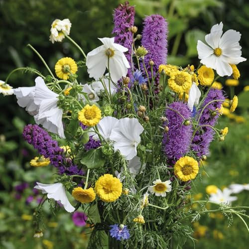 15 x Liatris Spicata – Summer Flowering Bulbs – RHS Plants for Pollinators – Suitable for Adding Height to Borders – Resembles a Magic Wand – for Your Beautiful Garden