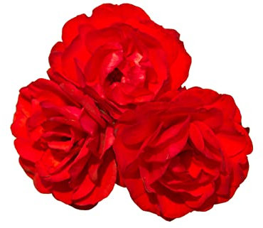 Rose Plant, Floribunda 'Trumpeter', 1 x Full Plant in 5L Pot, Rose Plants, Garden Flowers, Roses, Garden Ready, Premium Quality Roses