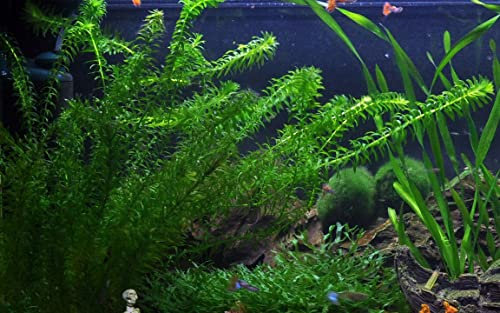 Oxygenating Elodea Egeria Densa Easy Live Aquarium Plants