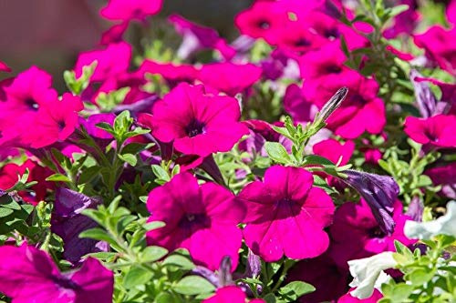 Pétunia suspendu, Surfinia Rubina Graines de pourpre écarlate