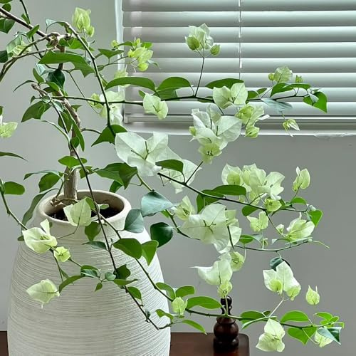 bougainvillea, drillingsblume - bodendecker blumensamen mehrjährig winterhart minigarten hängepflanze wildblumen exotische blumenbeet frühlingsblume winterharte kübelpflanzen hochbeet 40samen