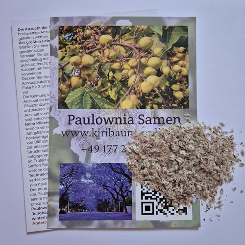 Frische Samen Paulownia Tomentosa, Kiribaum, Blauglockenbaum, schnellwachsend, winterhart, schattenspendend (1 000 Samen)
