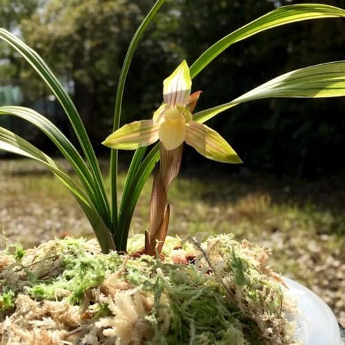 semillas de orquídeas, exóticas balcón resistentes jardín 30pcs