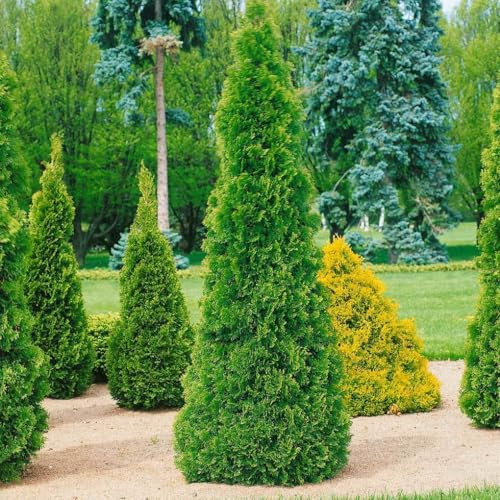 Thuja occidentalis Smaragd, 10er-Set, Höhe 20-30 cm, Topf 2 Liter