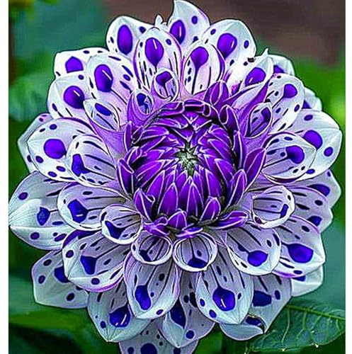 Dalias/natural,perenne,paisajismo,Fragancia,decorativas,de largo período de floración,Rosas cortadas,Elegante,Excelente efecto de visualización,romántico.-2bulbos-K