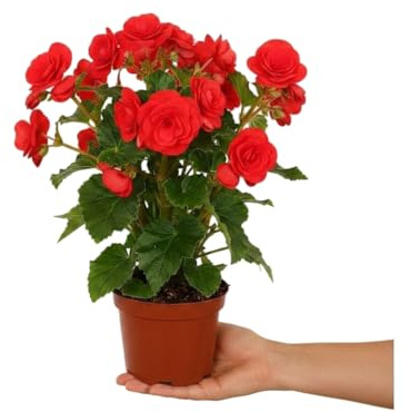 Begonia Rieger Roja Planta Natural Begonia Hiemalis en Maceta de 14 cm – DECOALIVE