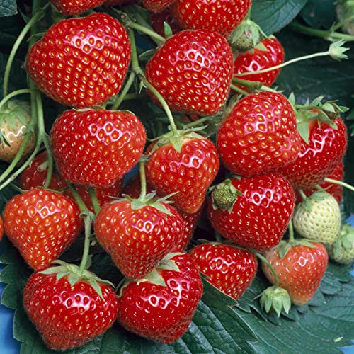 Strawberry Marshmello | Extra Sweet Perennial Outdoor Garden Fruit Plants | 5 Pack