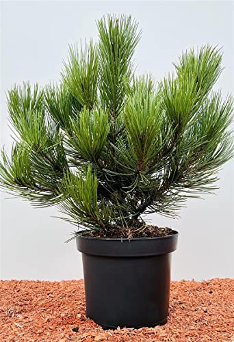 Pinus mugo 'Pumilio' 30–40 cm – Immergrün, Winterhart, Pflegeleicht – Zwerg-Kiefer – Nadelgehölz für Steingarten & Kübel