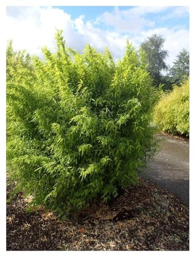 Stauden Gänge 1 x Fargesia nitida 'Volcano' im XXL Topf (Bambus/Winterhart/Ziergras/Mehrjährig) Fontänen Schirmbambus -Der perfekte Bambus für blickdichte Hecken -macht keine Wurzelausläufer