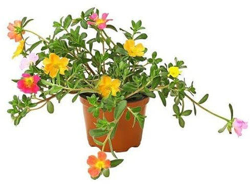 Planta Natural de Verdolaga Portulaca OleraceaCrea un Jardín Vibrante y Ecológico