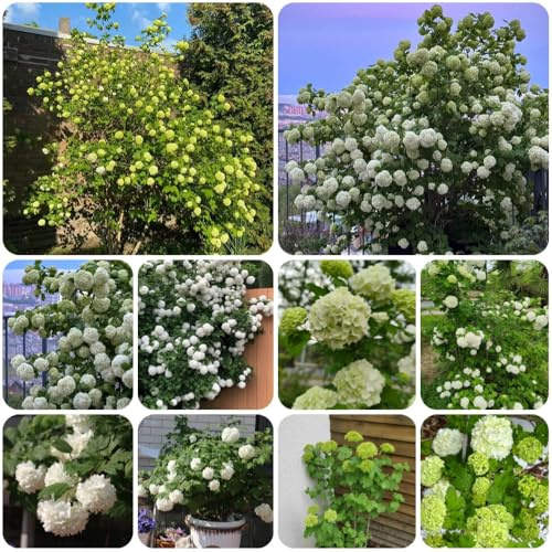Semi di ortensia palla di neve, serre da balcone vecchie varietà semi biologici estivi giardino arbusti farfalle decorazione del soggiorno esotiche 300pcs