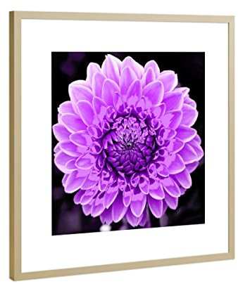 artboxONE Poster mit Rahmen Gold 30x30 cm Dahlie pop lila von THULA Photography - gerahmtes Poster