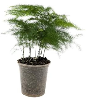 Asparagus Plumosus | Lace Fern 6cm