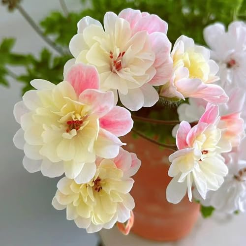 250 pezzi semi di geranio appendendo - semi interni, resistenti all'inverno per balconi, giardino balcone,