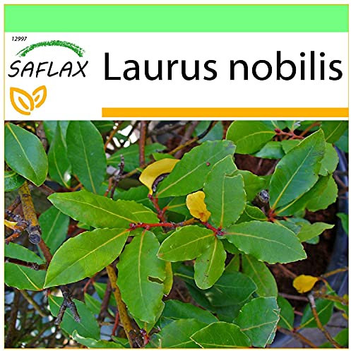 SAFLAX - Laurier vrai - 6 graines - Laurus nobilis