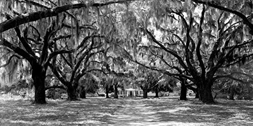 Feeling at home LEINWANDDRUCK im SCHATTENFUGENRAHMEN Allee von Eichen, South Carolina Anonymous - Landschaft horizontal Kunstbilder im Holzrahmen cm_58_X_119