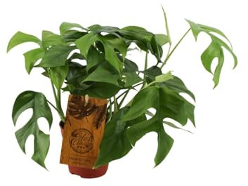 Monstera Minima Feuille de fenêtre Plante d'intérieur Ø 12 cm x 30 cm