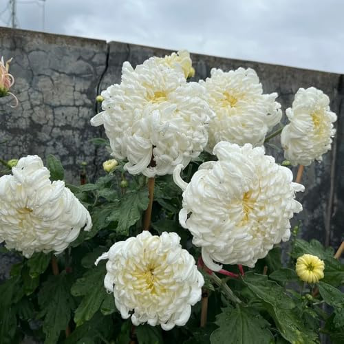 semillas de crisantemo - jardín resistentes, orgánicas balcón 50pcs