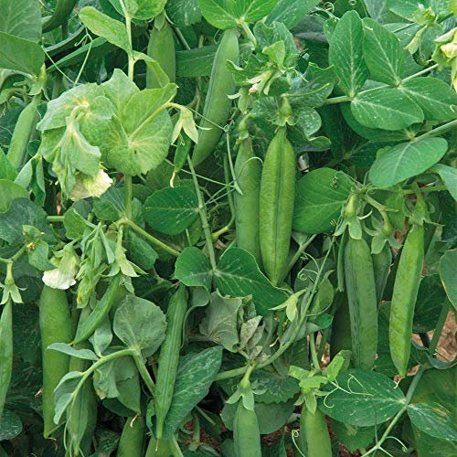 Pea Alderman Main-Crop Hardy Annual Seeds (200 Seeds) by Thompson and Morgan