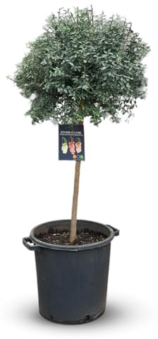 Attitude Jardin - Citron caviar rouge - microcitrus australasica - agrume méditerranéen - arbre fruitier - 130-150 cm - ⌀ 35 cm