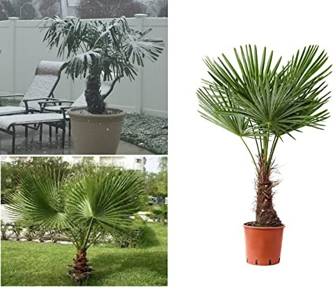 Windmill Palm Seeds 20+ Trachycarpus Fortunei Hardy