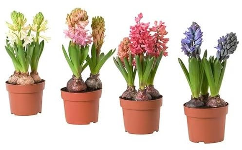 Set de 4 Flores de Jardín en Bulbo Hyacinthus Orientalis Bulbos de Jacinto