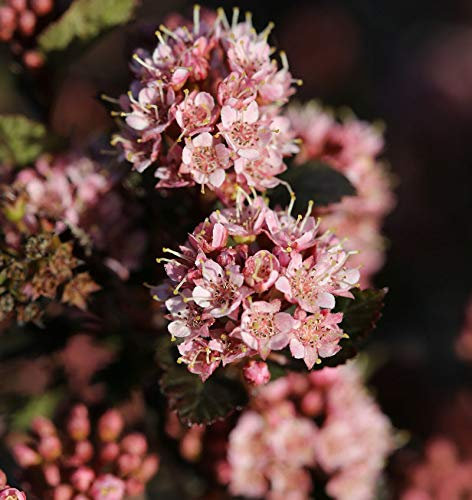 Hochstamm Blasenspiere Tiny Wine 100-125cm - Physocarpus opulifolius - lebende Gartenpflanze aus den Baumschulen