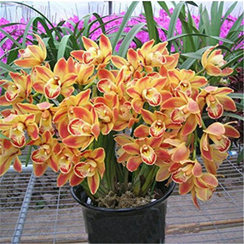 Orchidée, formaldeide semi di purificazione dell'aria, orchidées Phalaenopsis - 50 semi:graines