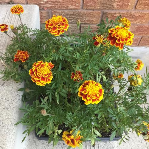 piantedi fragolapiantedi lampone,semi physalis semi PiantabananaPiantaragno dell' limone mirtillo,spinaci,resistenti al freddo fragole ulivo paulonia aloe 50Seme