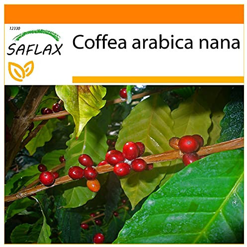 SAFLAX - Garden in the Bag - Dwarf Coffee - 8 Seeds - Coffea Arabica Nana