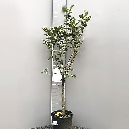 SAVINI VIVAI Pommier nain Plantes fruitières naines Pommier en pot 22-24 cm 2-3 ans Hauteur 100-110 cm