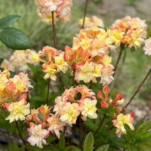 Semi di rododendro e azalea - vecchie varietà giardino di arbusti arbusti ornamentali resistenti esotico serre da balcone da balcone resistenti organico 150pcs