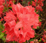 Azalea Japonica Evergreen 'Santa Maria' 15cm Pot Size