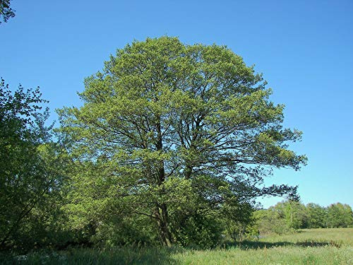 Schwarz-Erle -Alnus glutinosa- Samen - Mengenauswahl- (100)