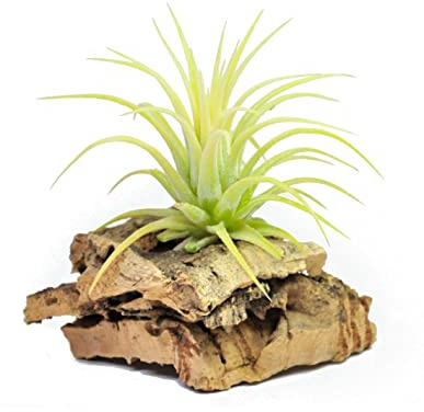DECOALIVE Planta del Aire Color Amarillo Variedad Exclusiva muy Rara Tillandsia Iotha Druida Amarilla