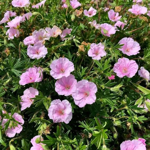Semi di geranio - raro semi di come bomboniera resistenti selvatici esotico estivi per giardinieri 300pcs