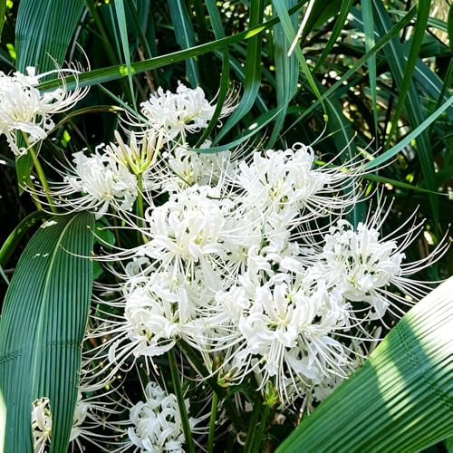 Lirio araña - Lycoris radiata jardín oficina balcón exóticas 7bulbos