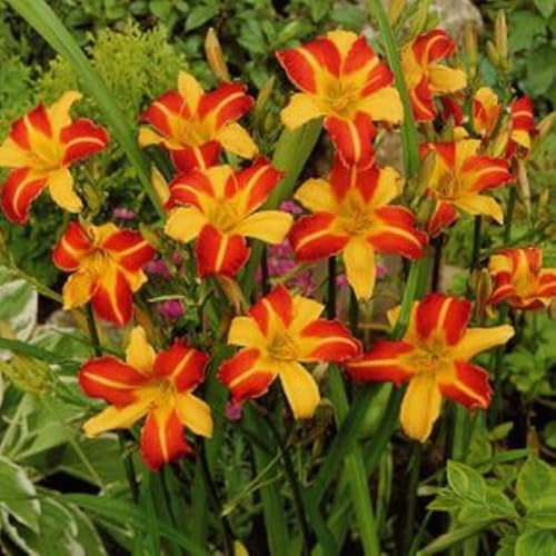 6 x Lis d'un jour, Hémérocalle 'Frans Hals' - Hemerocallis 'Frans Hals' - Godet 9x9cm - Fleurs bicolores, floraison estivale, bordures