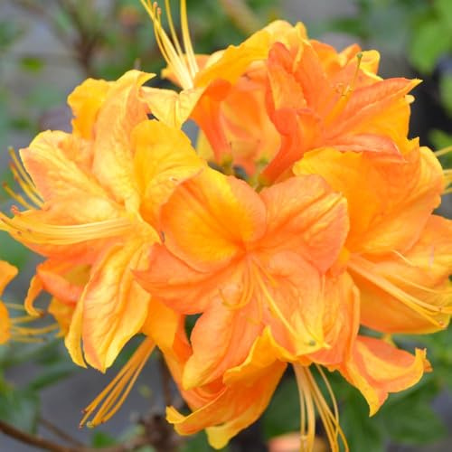 Rhododendron 'Klondyke' - Fragrant Flame Orange Flowers & Vibrant Autumn Foliage – 1x 4 Litre Potted Plant by Thompson & Morgan