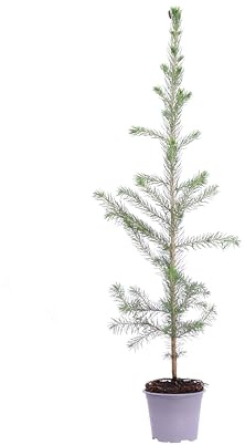 Pianta di Abete Rosso o Picea Abies diverse grandezze conifera ornamentale da esterno albero resistente pianta vera venduta da eGarden.store (Vaso 9 cm)