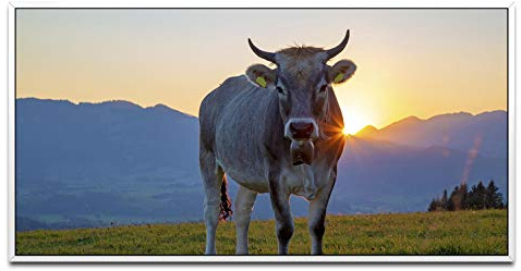 Kuh im Allgäu ca. 130x70cm Wandbild inklusive Schattenfugenrahmen weiss - Panorama Leinwand Bild XXL Format Wandbilder Wohnzimmer Wohnung Deko Kunstdrucke