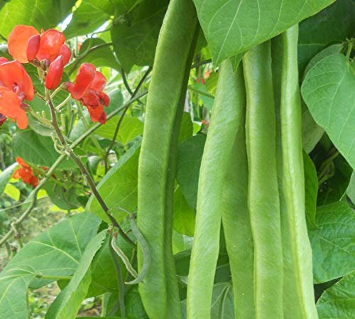 JustSeed - Vegetable - Runner Bean - Benchmaster - 40 Seeds