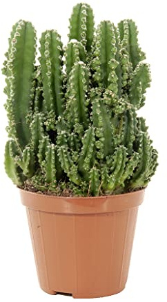 DECOALIVE Cactus Absorbe Radiación Planta Natural para la Casa Cereus Peruvianus