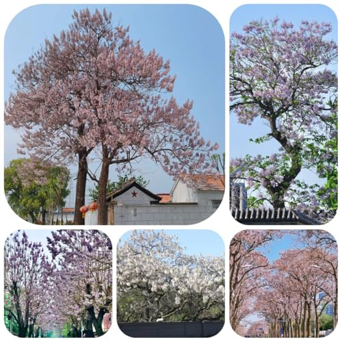 semi di albero di paulownia albero di campanula piante balcone, decorazione soggiorno paulonia tomentosa mini giardino, albero bonsai vero piante resistenti per il giardino bonsai, 250pcs
